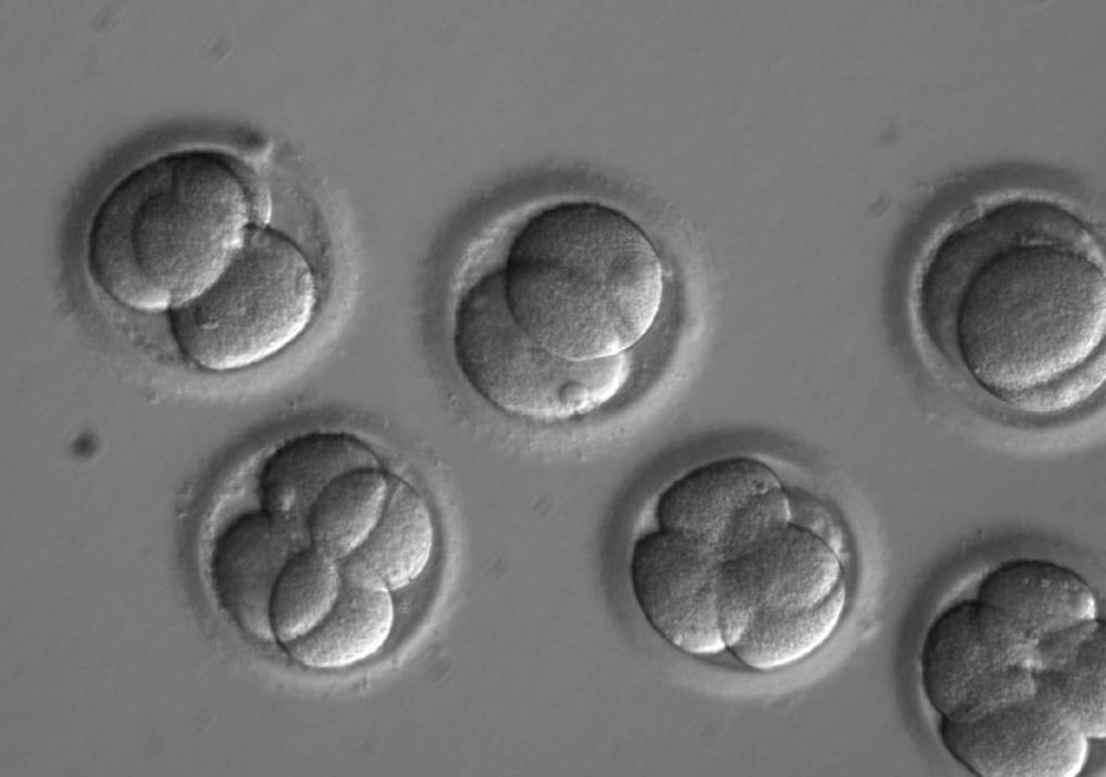 Embryons-Crispr-2 - Forest Medical Calibration Services