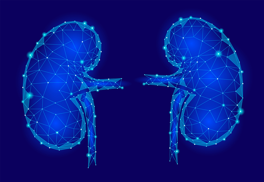 Kidneys internal organ men 3d low poly geometric model. Urology system medicine treatment. Future science technology polygonal geometric wire blue vector illustration art. Blood Pressure Monitor Calibration